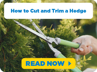 Blog - How to Cut a Hedge