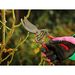 traditional-bypass-secateurs